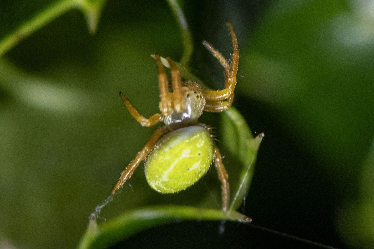 Wildlife Blog by Ron Allen – 20th March 2021
