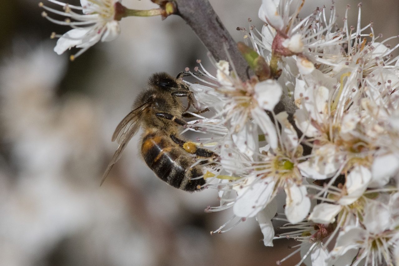 Wildlife Blog by Ron Allen – 14th April 2021