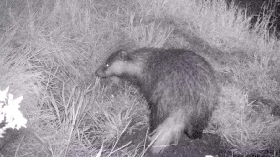 Wildlife Blog by Ron Allen – 20th May 2021