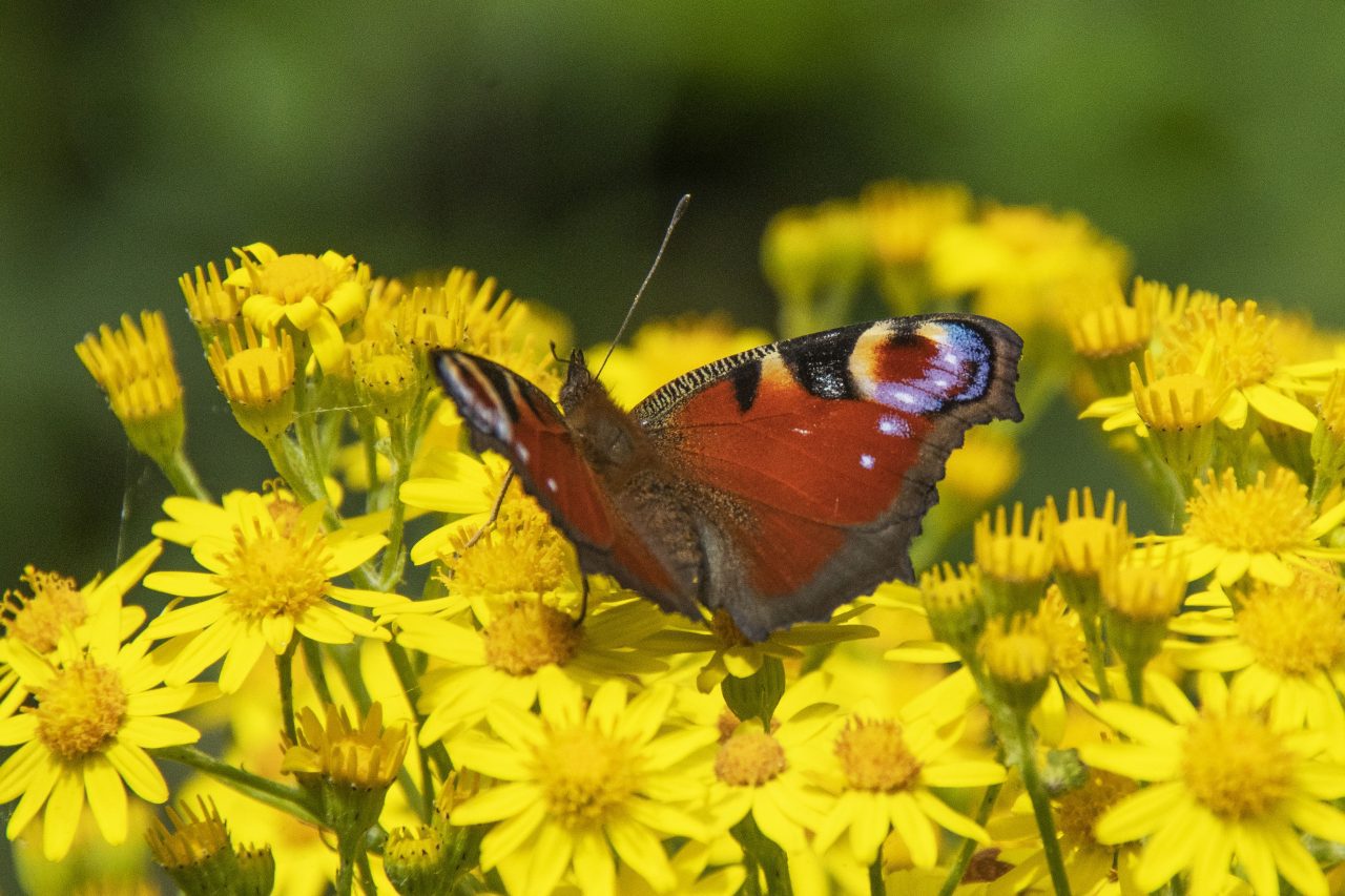 Butterflies & Moths Butterflies & Moths