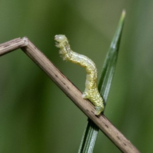 5 DSC_8434 Looper getting ready to loop EC