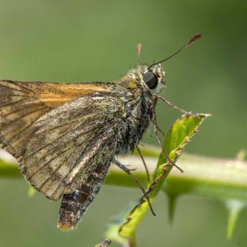 7 DSC_8280 Large skipper EC -- Reduced