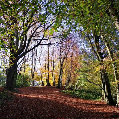 17-November-2021-Beech-trees-in-Mustercoombe-Copse-R