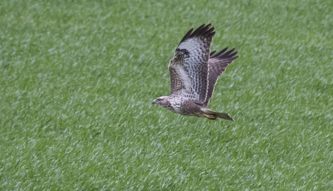 6 Buzzard near East Meon