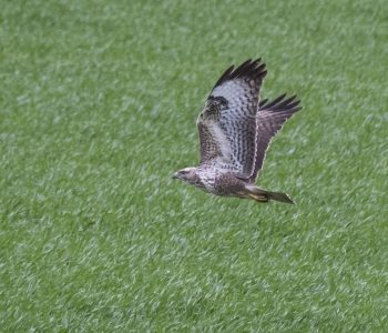 6 Buzzard near East Meon