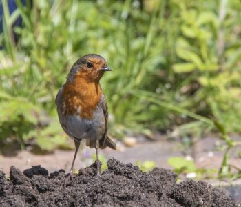 5 Robin on fresh dug soils