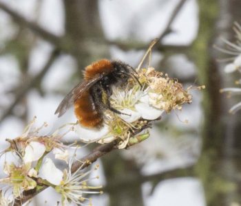 8 Tawny mining bee Andrena fulva Village green 12April2023
